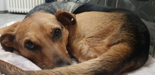 LIRONI- Gnadenplatzhund seit dem 16.02.2022 – Bild 4