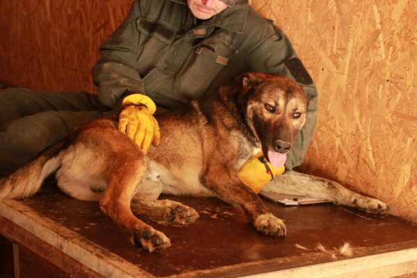 JAKE - vermittelt NH – Bild 2
