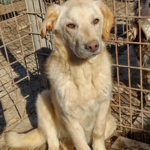 CHICCO - reserviert Tierheim Andernach vermittelt