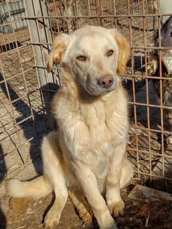 CHICCO - reserviert Tierheim Andernach vermittelt