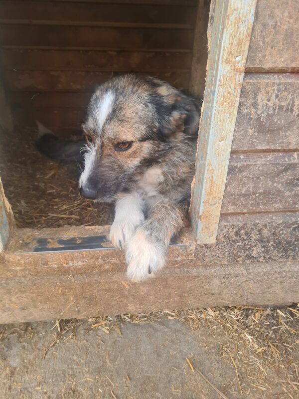 THEIA - reserviert Betty - vermittelt – Bild 3