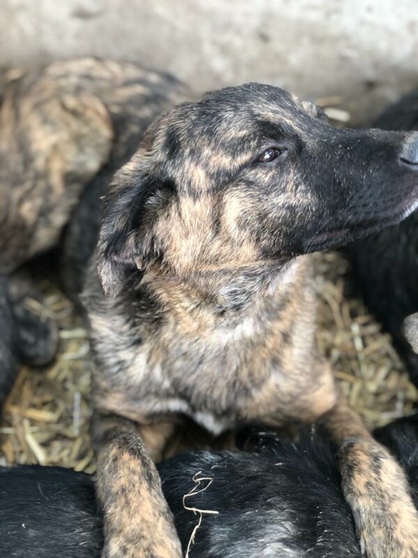 DENNIS - reserviert Betty - vermittelt – Bild 8