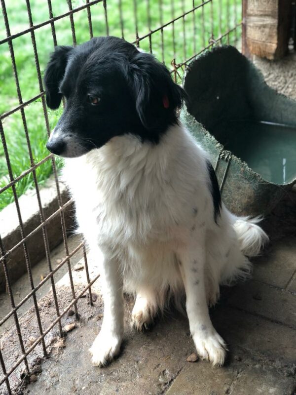 TINKERBELL - reserviert TST Rösrath - vermittelt – Bild 6