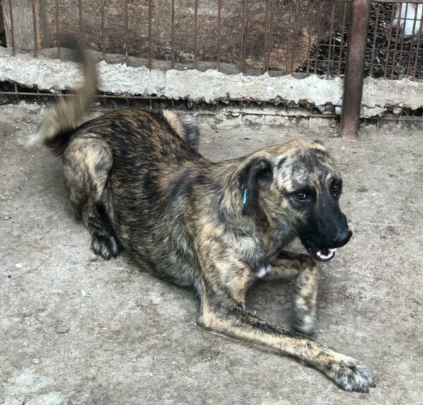 DENNIS - reserviert Betty - vermittelt – Bild 2