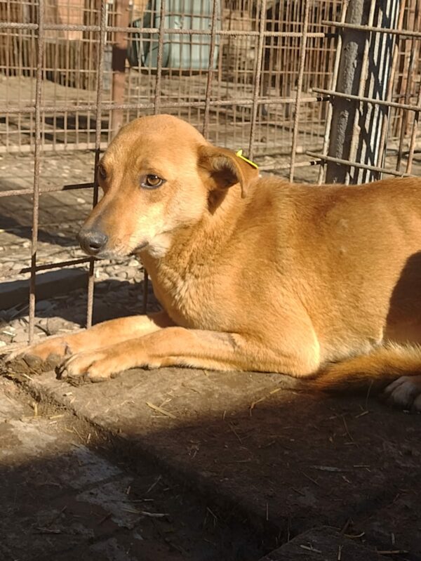 SANAI (♀) – Bild 4