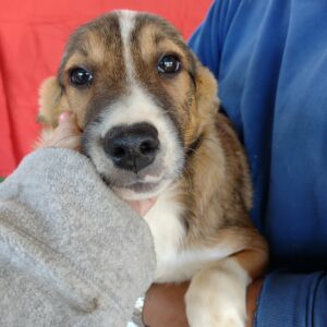 PEACHES - reserviert Hundescheune Fläming vermittelt