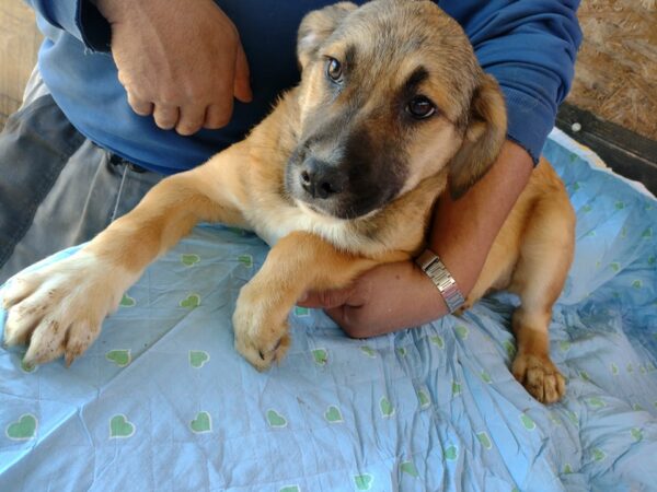 CASSIO - reserviert Hundescheune Fläming vermittelt – Bild 3