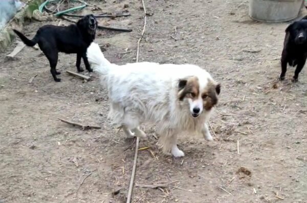 DIOWIN - reserviert Tierhilfe Lebenswert DR 05.03. - vermittelt – Bild 7