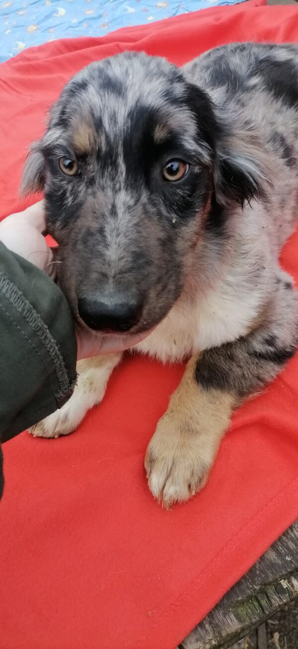 BONNIE - reserviert Tierfreunde Filderstadt vermittelt – Bild 3