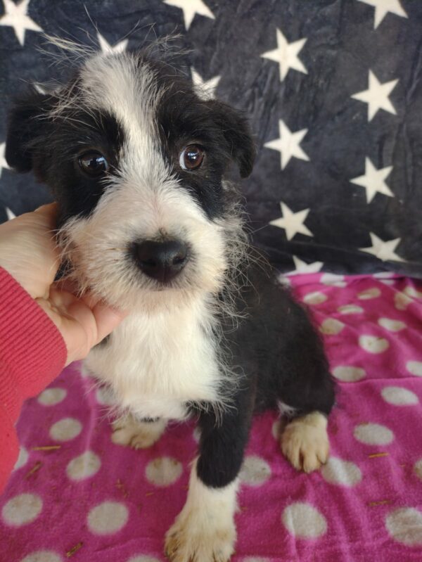 GULLIVER - reserviert Betty - vermittelt – Bild 4