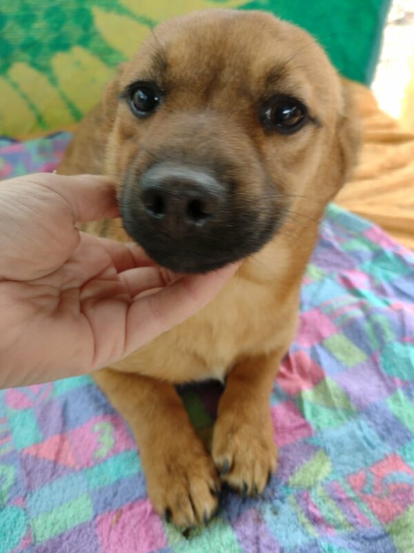 LUMI - reserviert Hundescheune Fläming vermittelt – Bild 4