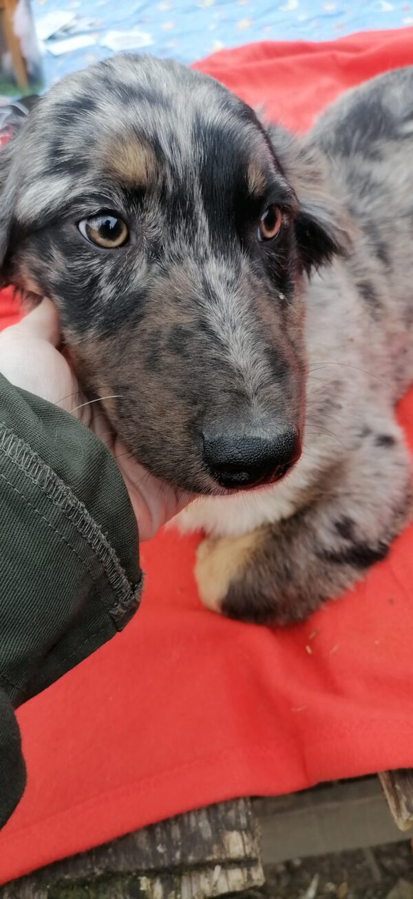 BONNIE - reserviert Tierfreunde Filderstadt vermittelt – Bild 4