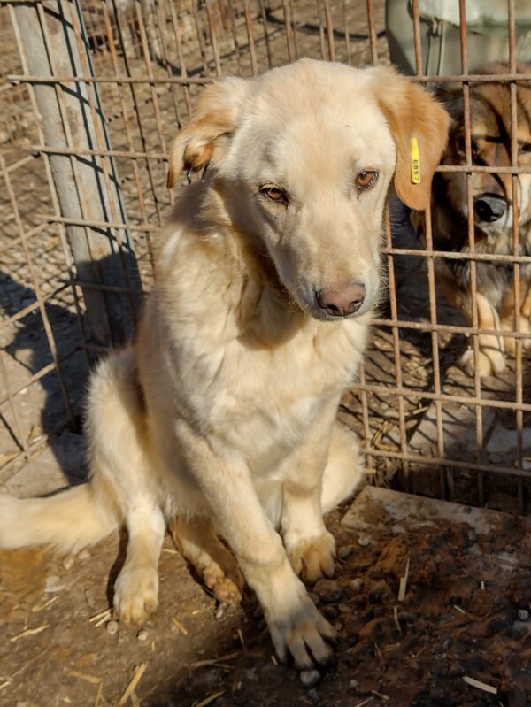 CHICCO - reserviert Tierheim Andernach vermittelt – Bild 3
