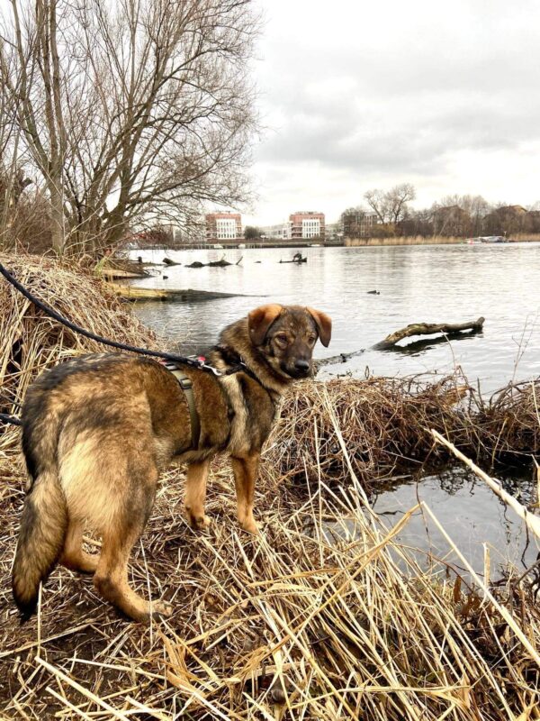 Lerry in 10245 Berlin – Bild 4