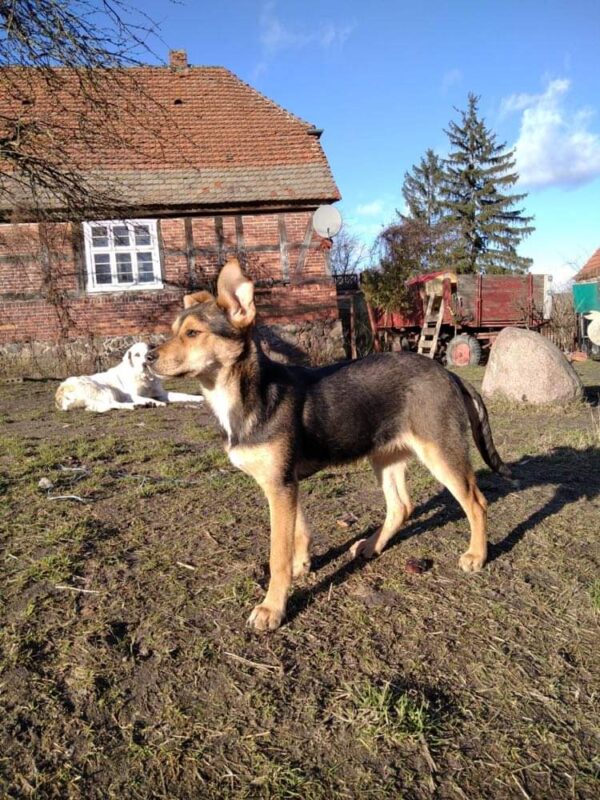 Bina in 17209 Eldetal *vermittelt* – Bild 2