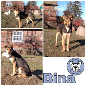 Bina in 17209 Eldetal *vermittelt*