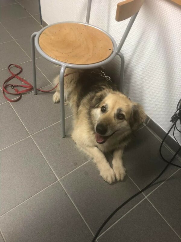 Esperanza - Gnadenplatzhund seit dem 15.02.2022 – Bild 2