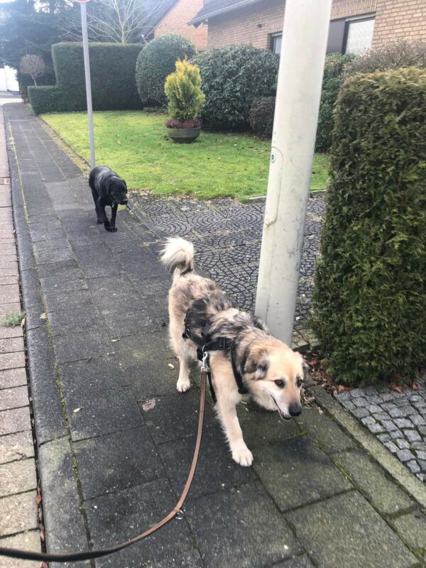 Esperanza - Gnadenplatzhund seit dem 15.02.2022 – Bild 10