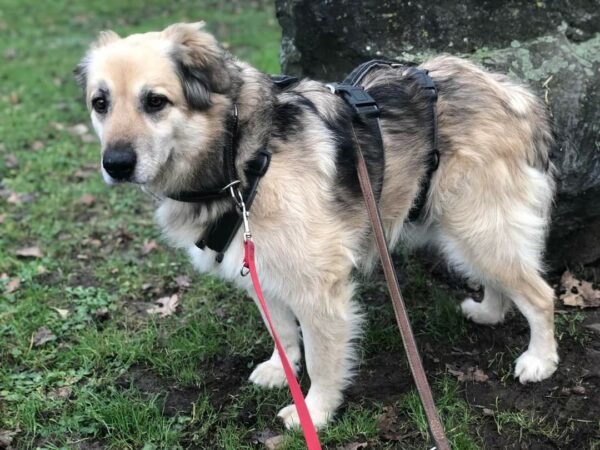 Esperanza - Gnadenplatzhund seit dem 15.02.2022 – Bild 4