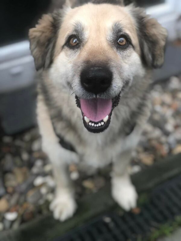 Esperanza - Gnadenplatzhund seit dem 15.02.2022 – Bild 8