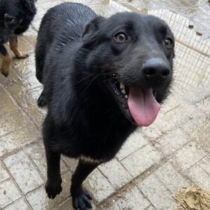 MAORI - auf PDR PS im PLZ Bezirk 73 - vermittelt