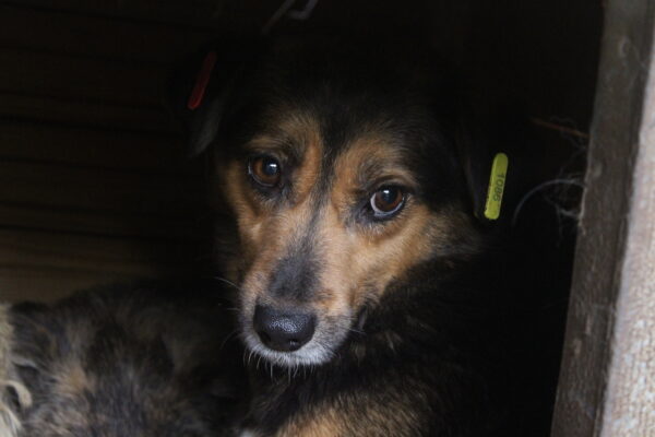 NELLY (♀) – Bild 10