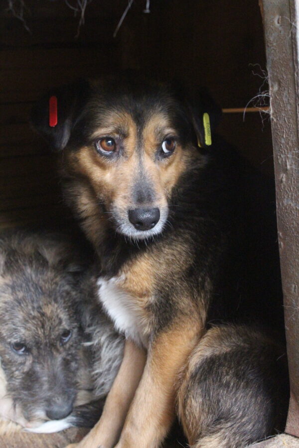 NELLY (♀) – Bild 11