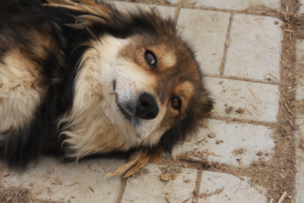 PEPITO - auf Pflegestelle im 5er-PLZ-Bereich - vermittelt – Bild 9