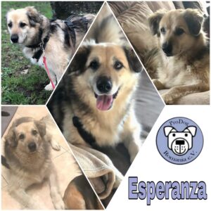 Esperanza - Gnadenplatzhund seit dem 15.02.2022