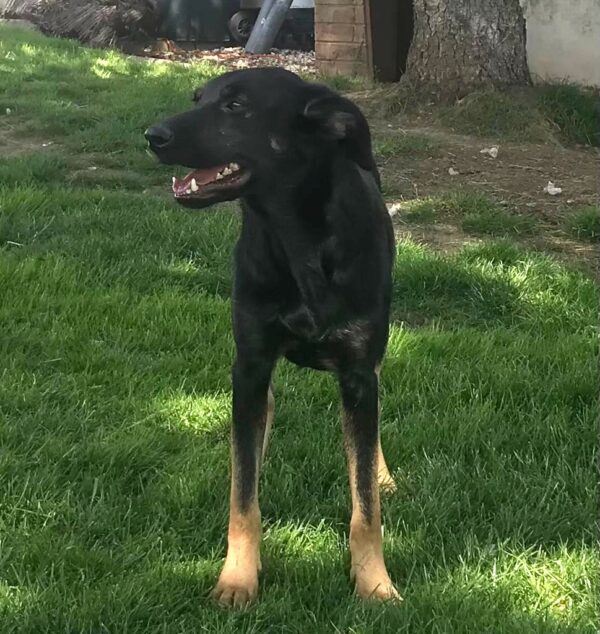 Ringo in 57632 Ziegenhain *vermittelt* – Bild 10