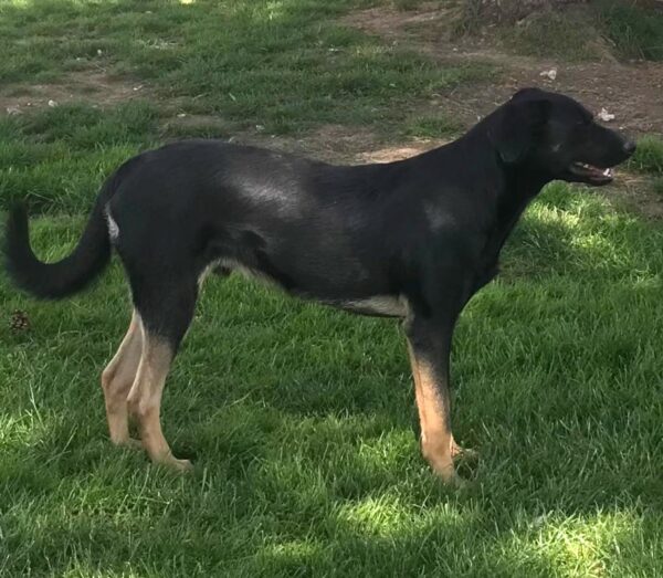 Ringo in 57632 Ziegenhain *vermittelt* – Bild 3