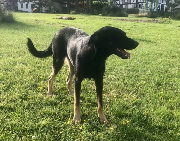 Ringo in 57632 Ziegenhain *vermittelt* – Bild 6