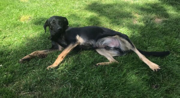 Ringo in 57632 Ziegenhain *vermittelt* – Bild 9