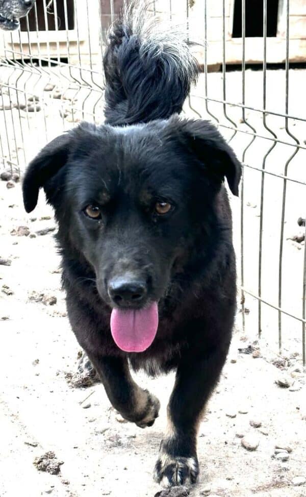 TOBEY - vermittelt LS – Bild 7
