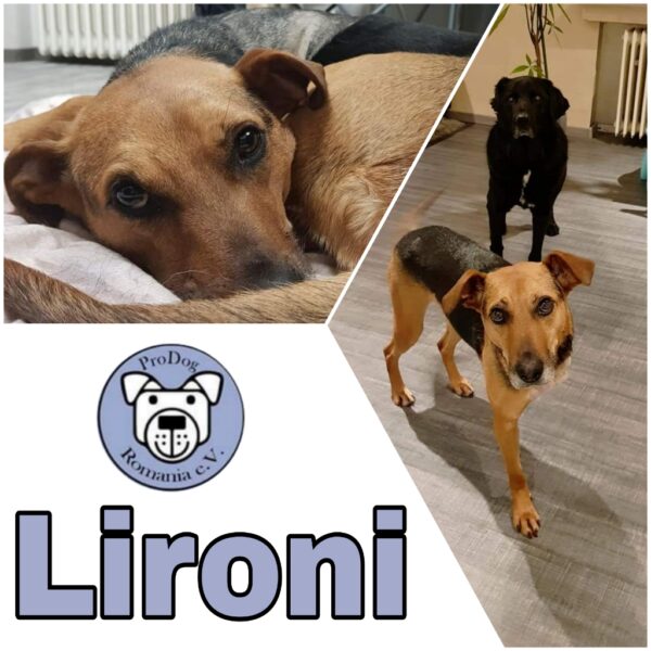 LIRONI- Gnadenplatzhund seit dem 16.02.2022