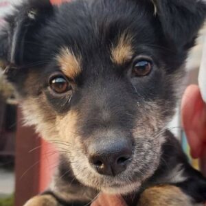 MAJA - reserviert Hundescheune Fläming vermittelt