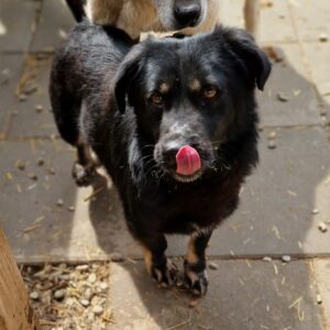 TOBEY - vermittelt LS