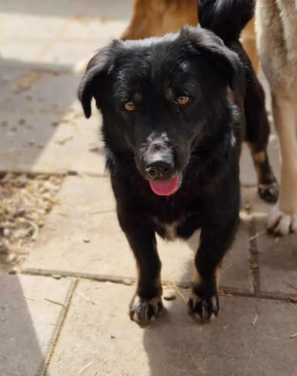 TOBEY - vermittelt LS – Bild 2
