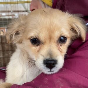 QUINNI - reserviert Second Chance Dogs vermittelt
