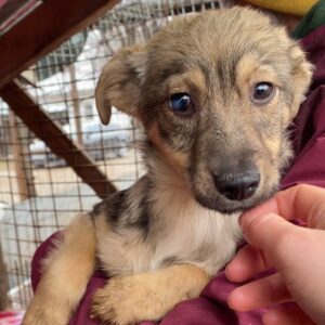 NIA - reserviert Second Chance Dogs - vermittelt