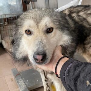 ITCHIE - wurde vom Besitzer abgeholt