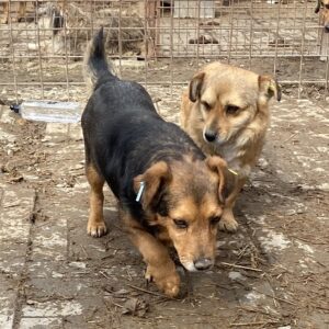FLO - auf Pflegestelle in PLZ 5 *vermittelt*