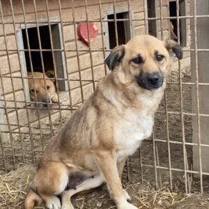 GYPSY - vermisst 05/2023