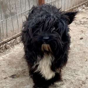 ELIA - reserviert Second Chance Dogs vermittelt