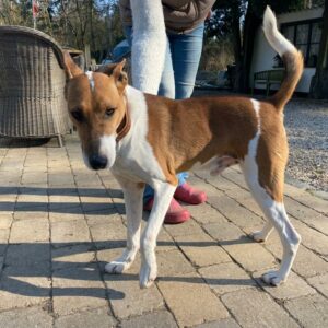 Riko in 41372 Niederkrüchten - vermittelt