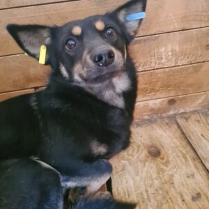 SILVA - reserviert Betty - vermittelt