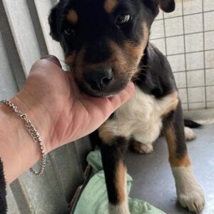 TIANA - auf Pflegestelle in PLZ 3 - vermittelt