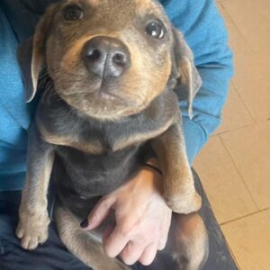 SALLIE - auf Pflegestelle in PLZ 7 vermittelt