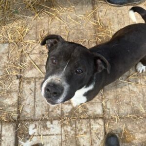 THANOS - vor Ort vermittelt