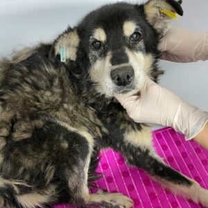 CARLIE - reserviert Mit Tieren Leben vermittelt